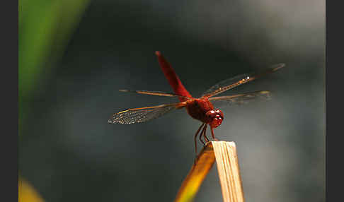 Feuerlibelle (Crocothemis erythraea)