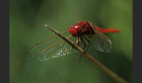 Feuerlibelle (Crocothemis erythraea)