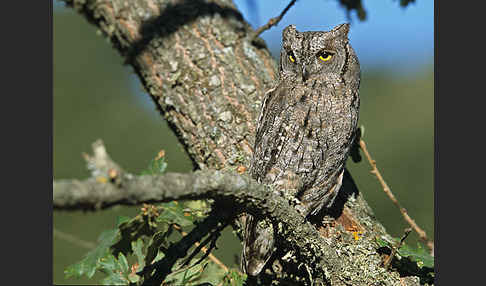 Zwergohreule (Otus scops)