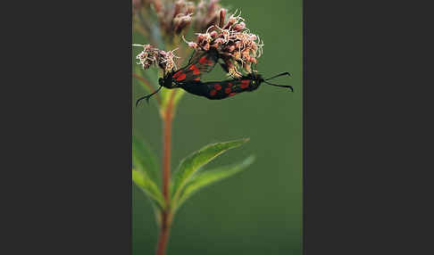 Gemeines Blutströpfchen (Zygaena filipendulae)