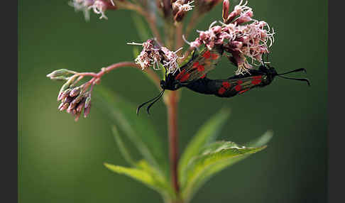 Gemeines Blutströpfchen (Zygaena filipendulae)