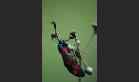 Gemeines Blutströpfchen (Zygaena filipendulae)