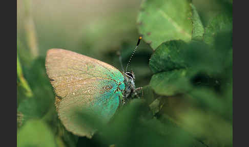 Brombeerzipfelfalter (Callophrys rubi)