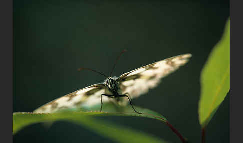 Schachbrett (Melanargia galathea)