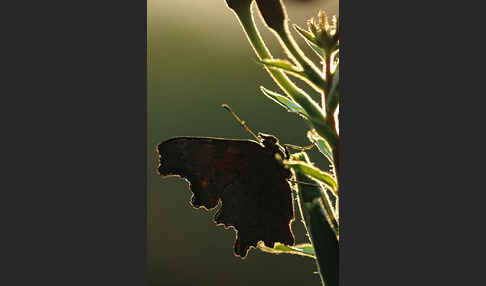 C-Falter (Polygonia c-album)