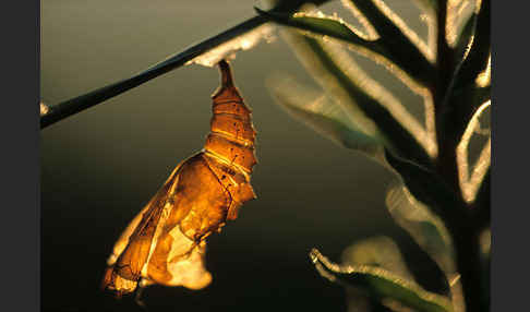 C-Falter (Polygonia c-album)