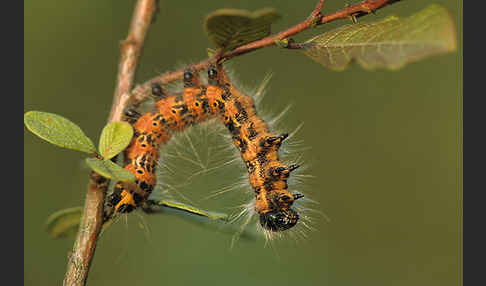 Mondvogel (Phalera bucephala)