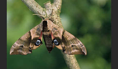 Abendpfauenauge (Smerinthus ocellatus)