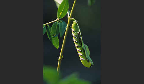 Ligusterschwärmer (Sphinx ligustri)