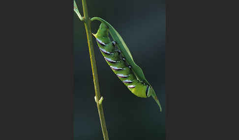 Ligusterschwärmer (Sphinx ligustri)