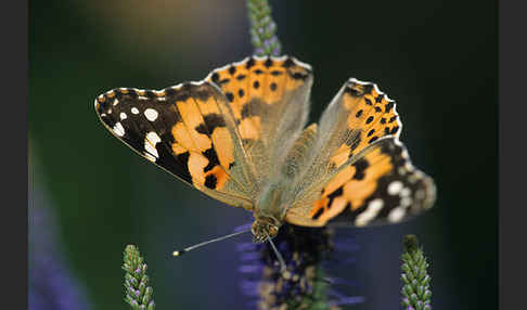 Distelfalter (Cynthia cardui)