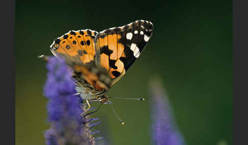 Distelfalter (Cynthia cardui)