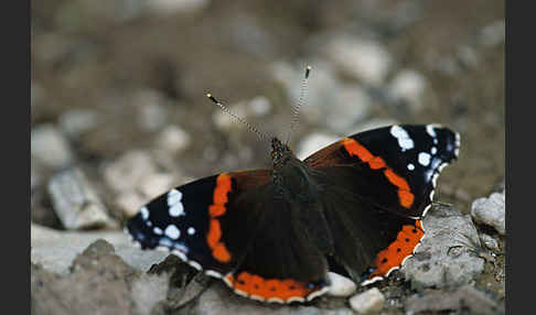 Admiral (Vanessa atalanta)