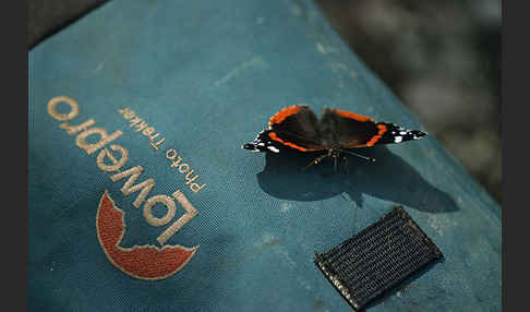 Admiral (Vanessa atalanta)