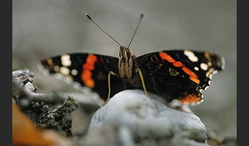 Admiral (Vanessa atalanta)