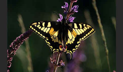 Schwalbenschwanz (Papilio machaon)