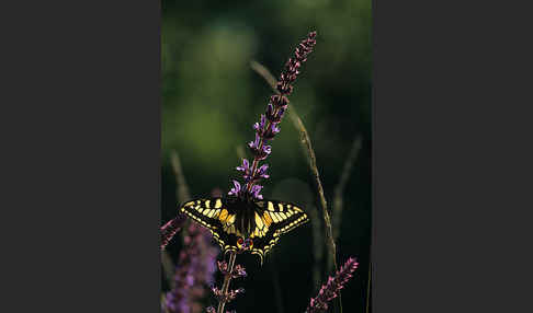 Schwalbenschwanz (Papilio machaon)