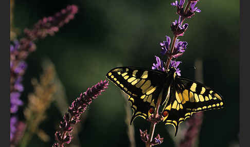 Schwalbenschwanz (Papilio machaon)