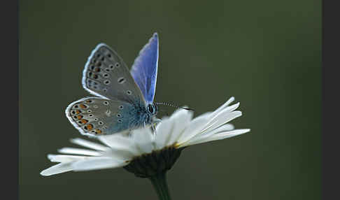 Gemeiner Bläuling (Polyommatus icarus)