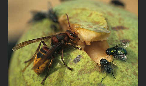 Hornisse (Vespa crabro)