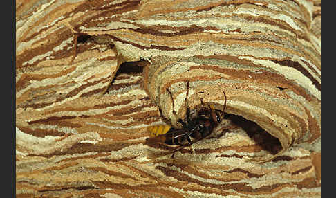 Hornisse (Vespa crabro)