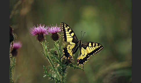 Schwalbenschwanz (Papilio machaon)