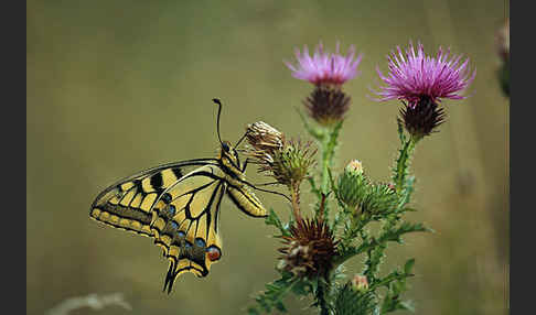 Schwalbenschwanz (Papilio machaon)