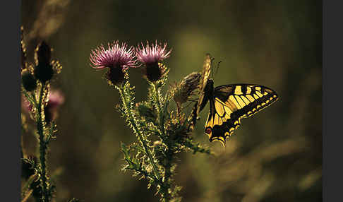 Schwalbenschwanz (Papilio machaon)