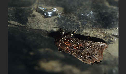 Zimteule (Scoliopteryx libatrix)