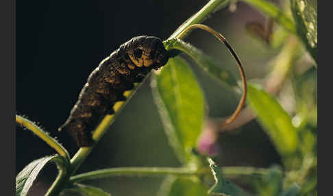 Mittlerer Weinschwärmer (Deilephila elpenor)