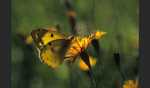 Goldene Acht (Colias hyale)