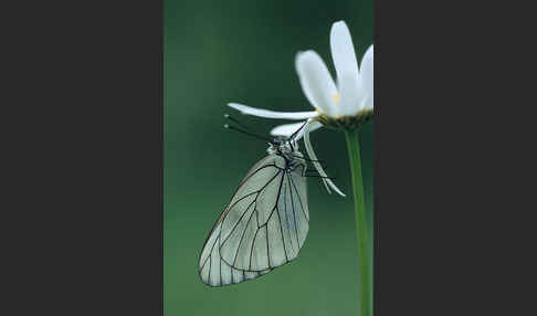 Baumweißling (Aporia crataegi)