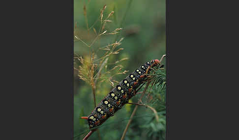 Wolfsmilchschwärmer (Hyles euphorbiae)