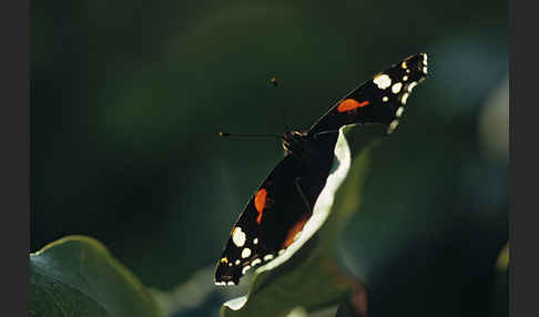 Admiral (Vanessa atalanta)