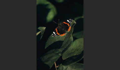 Admiral (Vanessa atalanta)