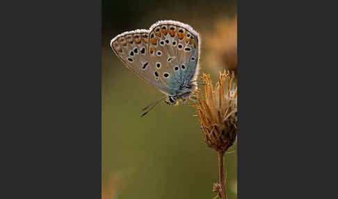 Gemeiner Bläuling (Polyommatus icarus)