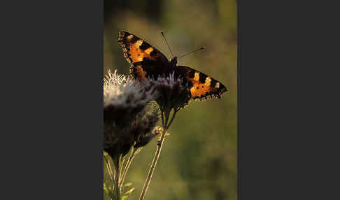 Kleiner Fuchs (Aglais urticae)