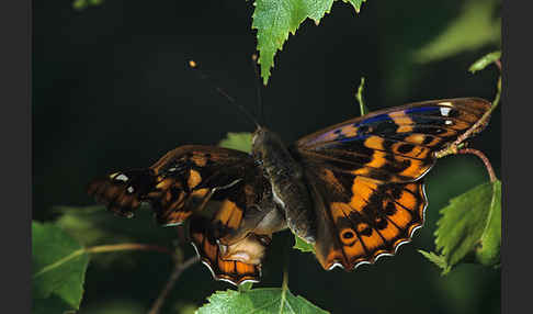 Kleiner Schillerfalter (Apatura ilia)