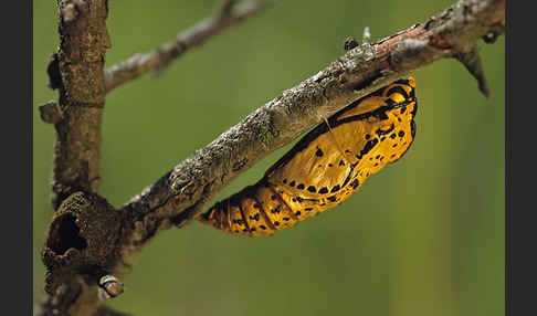 Baumweißling (Aporia crataegi)