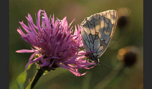 Schachbrett (Melanargia galathea)