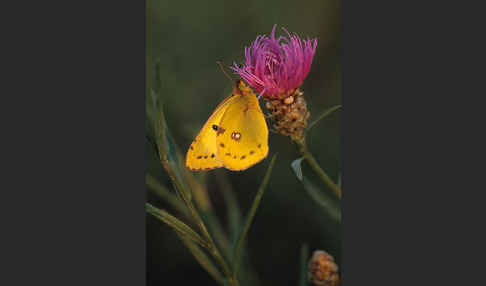 Goldene Acht (Colias hyale)