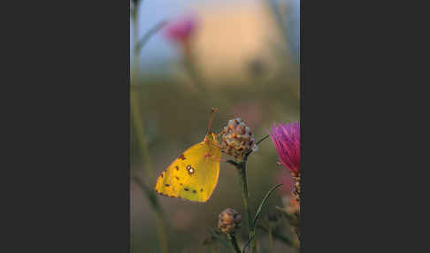 Goldene Acht (Colias hyale)