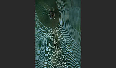 Gartenkreuzspinne (Araneus diadematus)