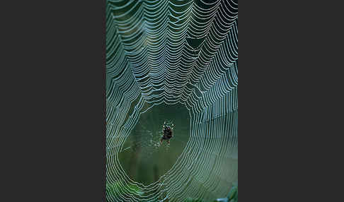 Gartenkreuzspinne (Araneus diadematus)