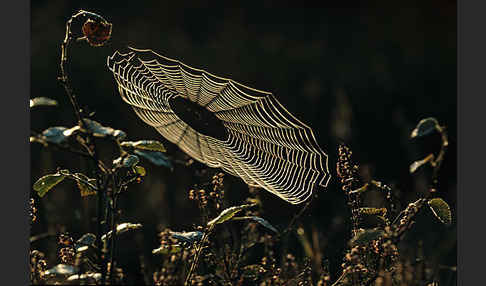 Gartenkreuzspinne (Araneus diadematus)