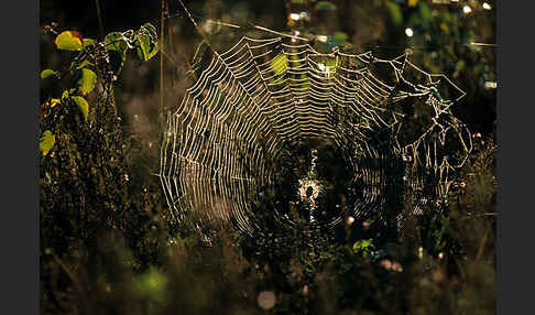 Wespenspinne (Argiope bruennichi)