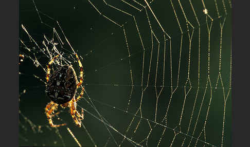 Gartenkreuzspinne (Araneus diadematus)