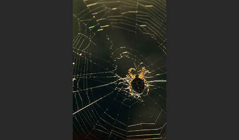 Gartenkreuzspinne (Araneus diadematus)