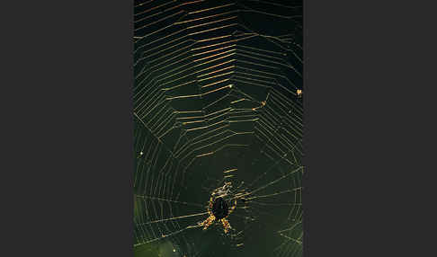 Gartenkreuzspinne (Araneus diadematus)