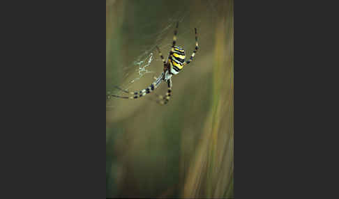 Wespenspinne (Argiope bruennichi)